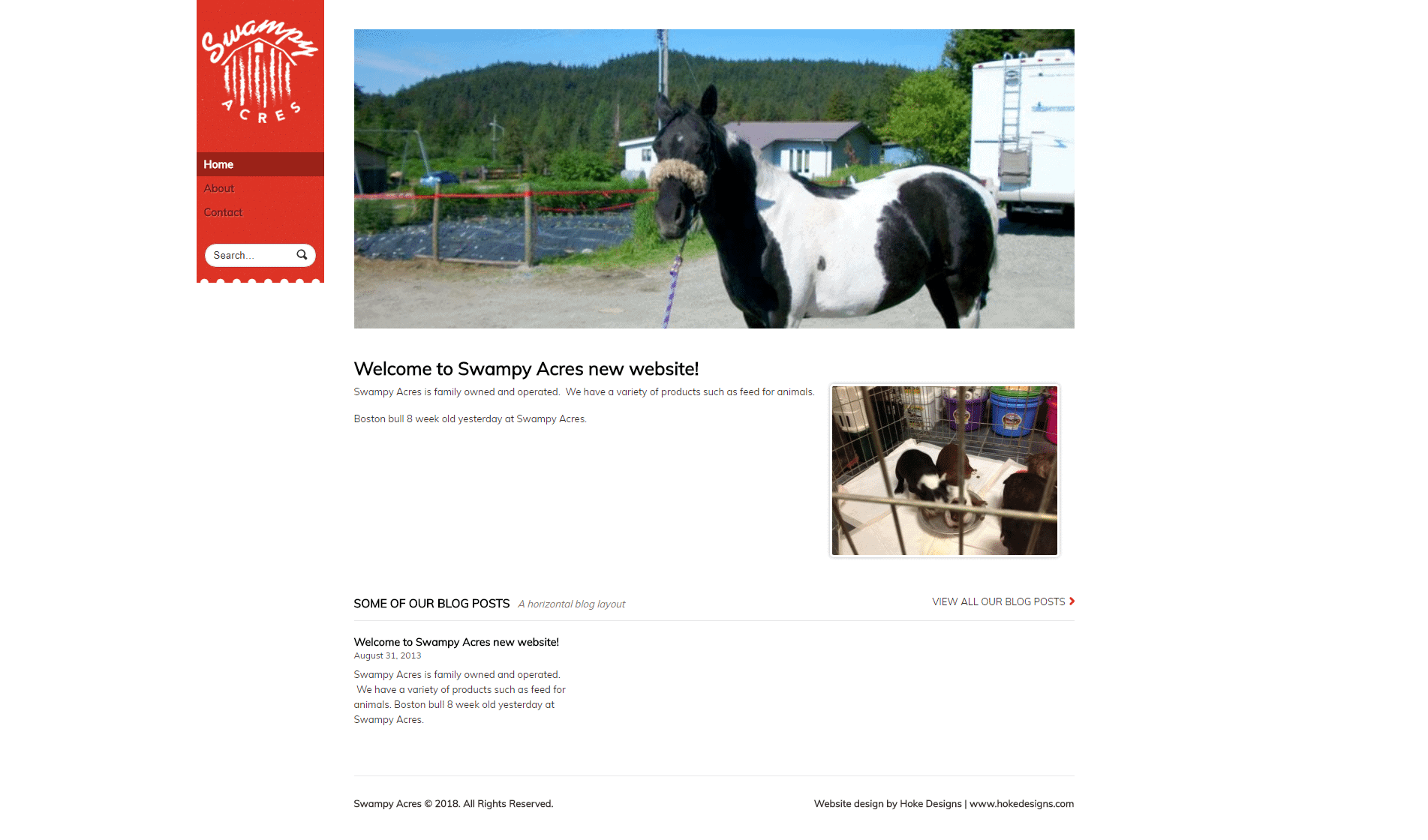 Close-up of black and white horse at Swampy Acres farm.