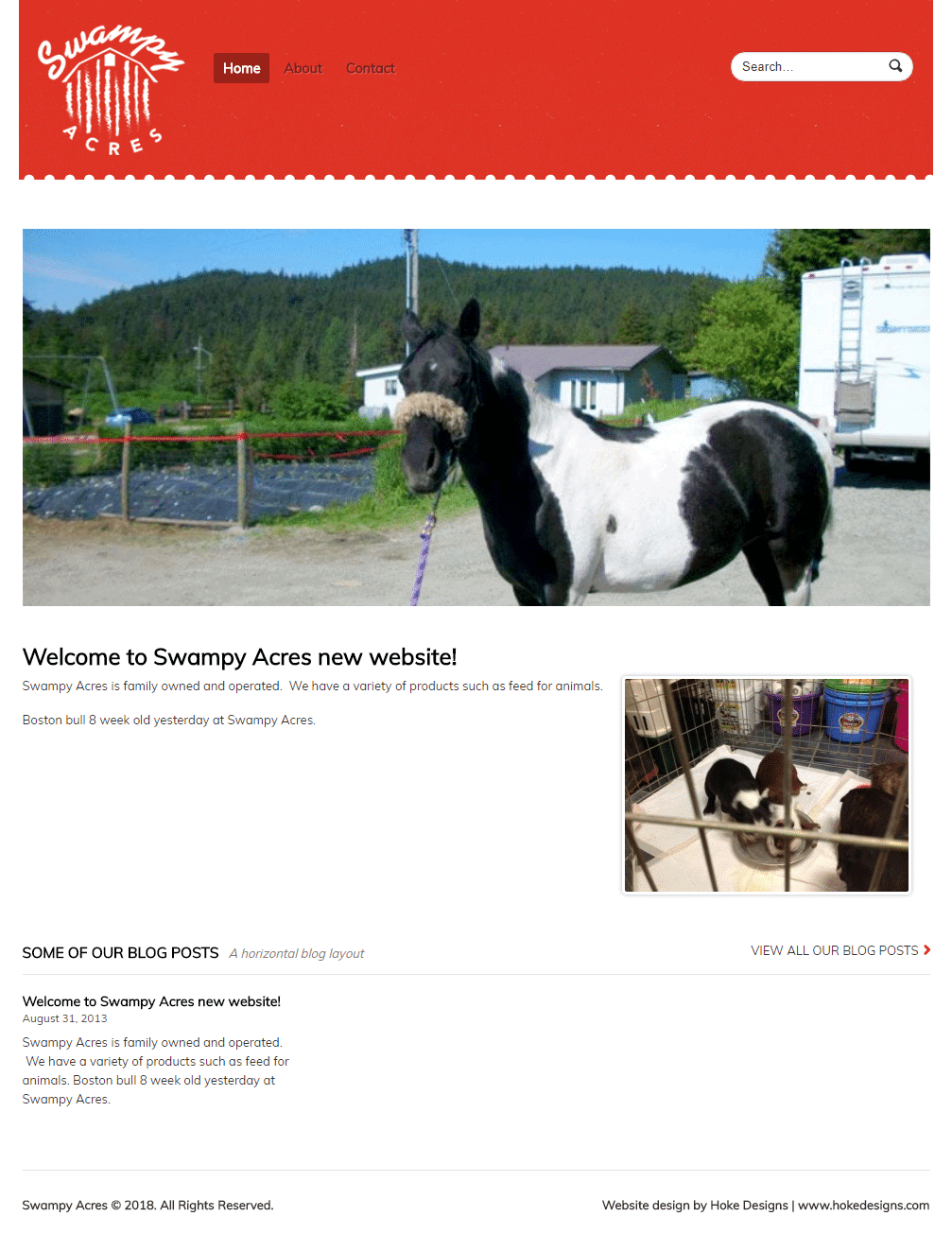 Cute black and white horse on farm in rural setting.