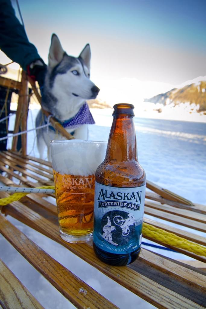 Husky dog on snow sled with Alaskan Pale Ale beer and glass on wooden sled in winter landscape.